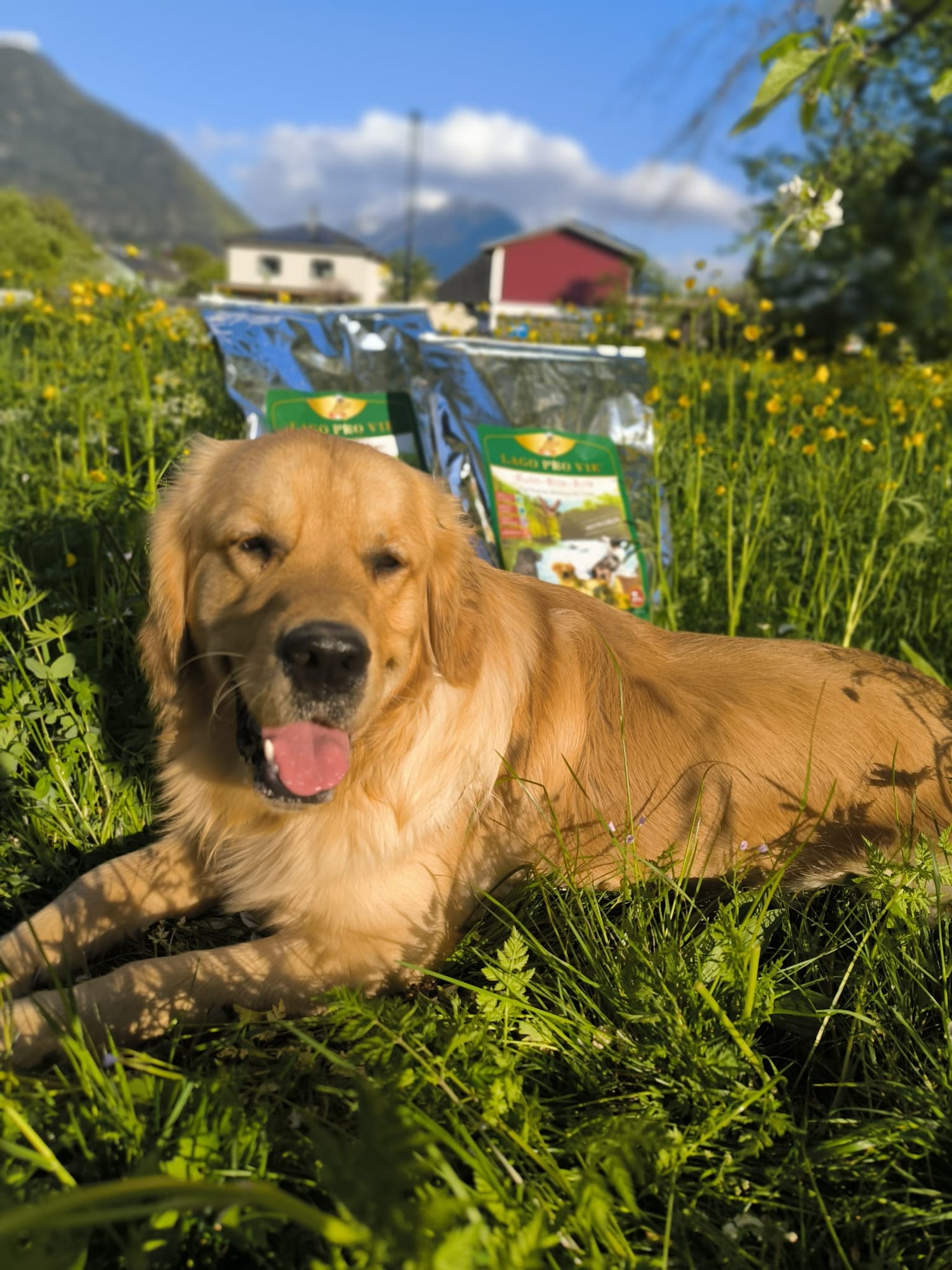 Hund auf Wiese mit LAGO PRO VIE Hundefutter Sack Österreich