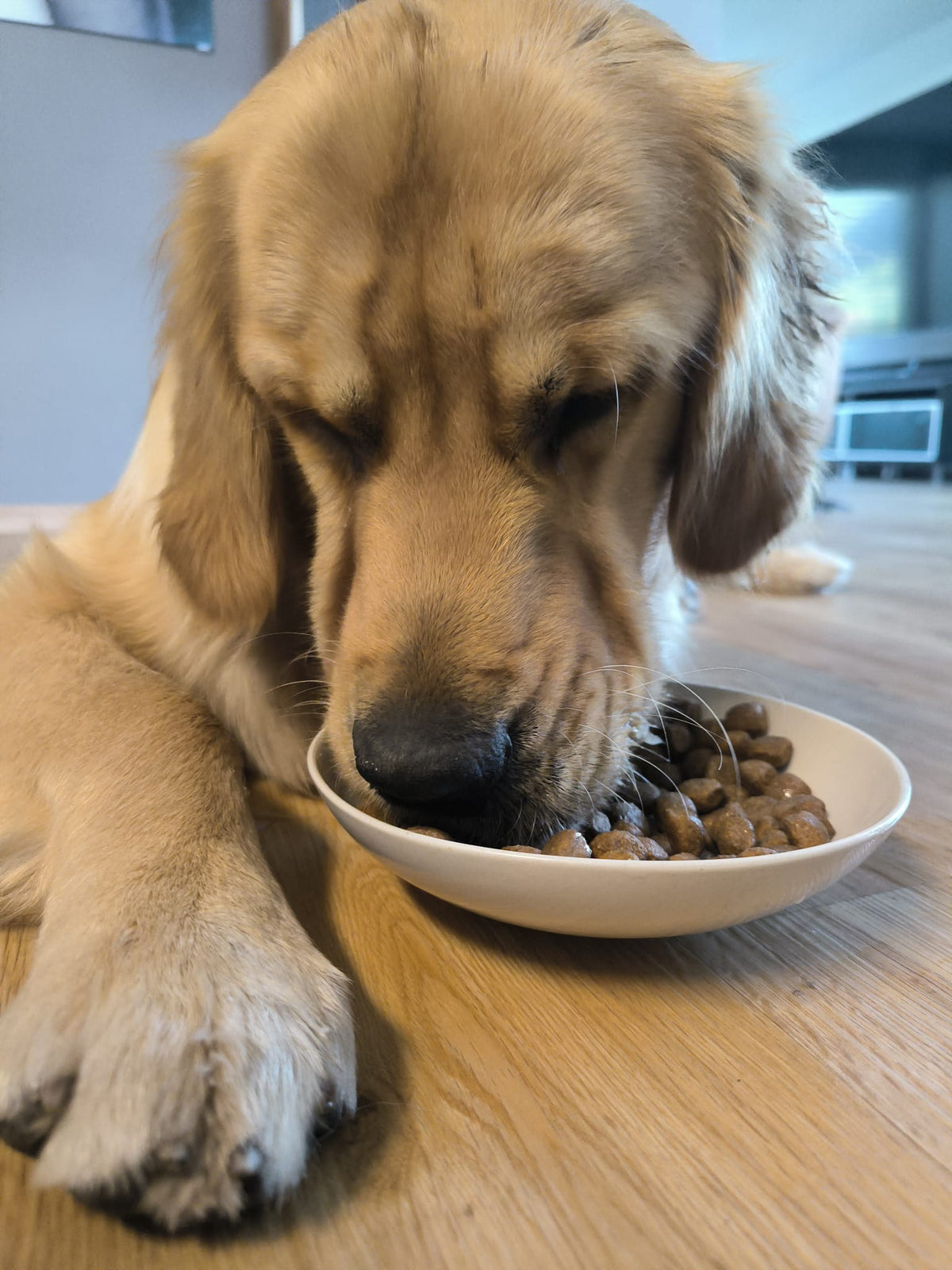 Lago Pro Vie® Premium Hundefutter – Für Welpen & Kleine Rassen | 7 kg